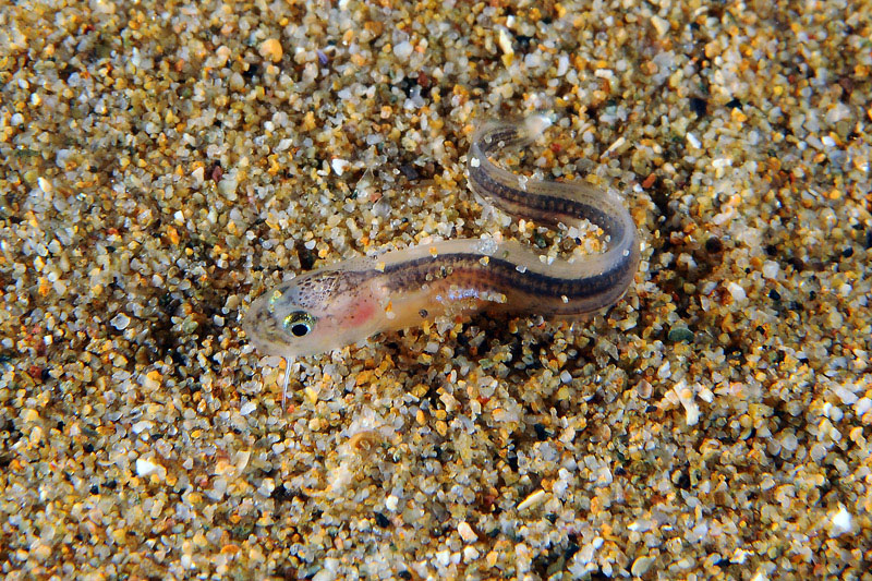 Giovanile di Ophidion sp.